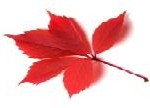 14925126-red-autumn-leaf-on-white-background-close-up-view