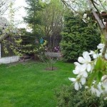 Magnolia w tajemniczym ogrodzie