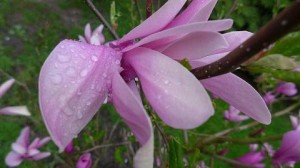 Magnolia po deszczu