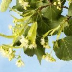 linden_blossom_on_the_branch_311917