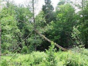 MIF-polana.w.słońcu